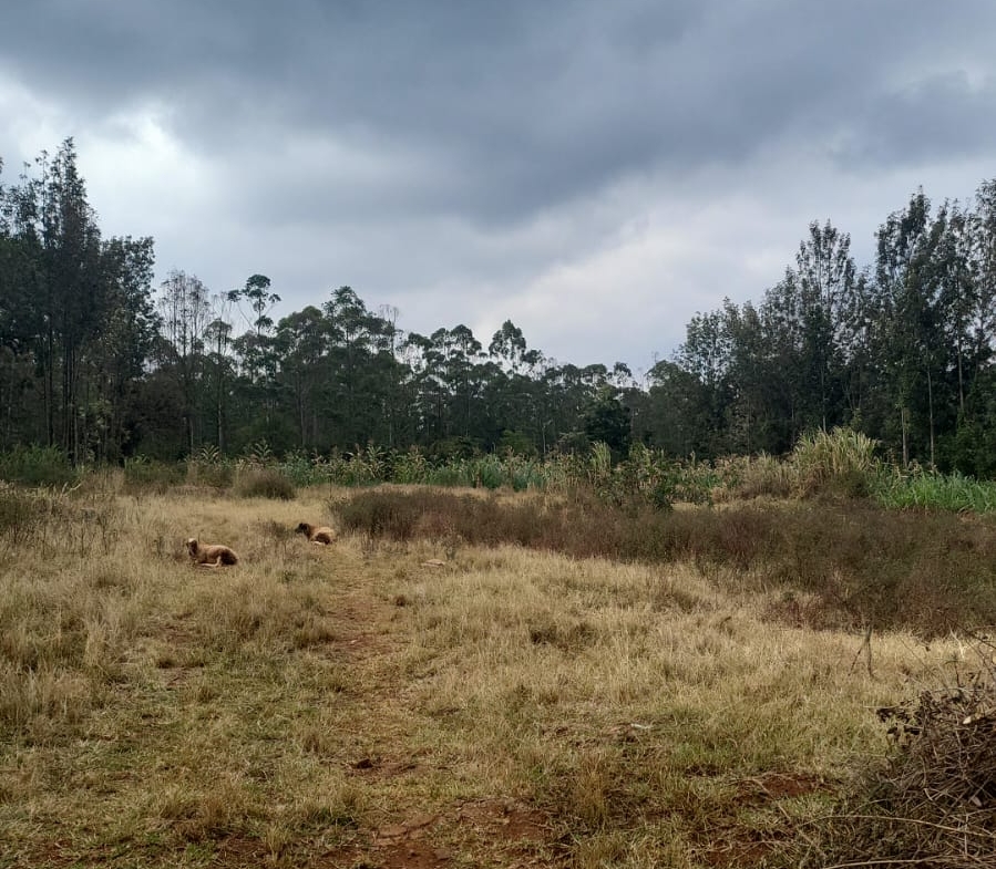 Prime Land for sale near Nyeri town Opposite Dedan Kimathi University.