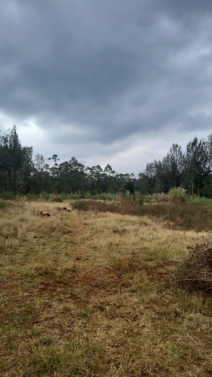 Prime Land for sale near Nyeri town Opposite Dedan Kimathi University.