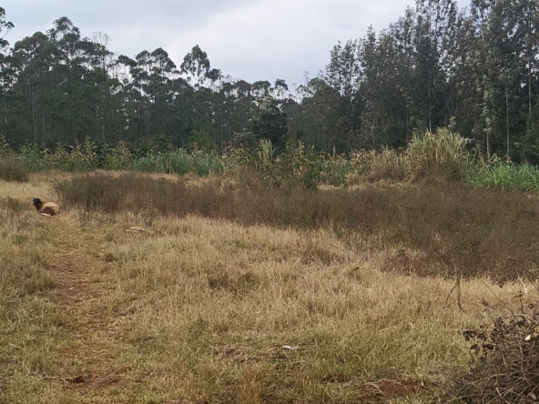 Prime Land for sale near Nyeri town Opposite Dedan Kimathi University.