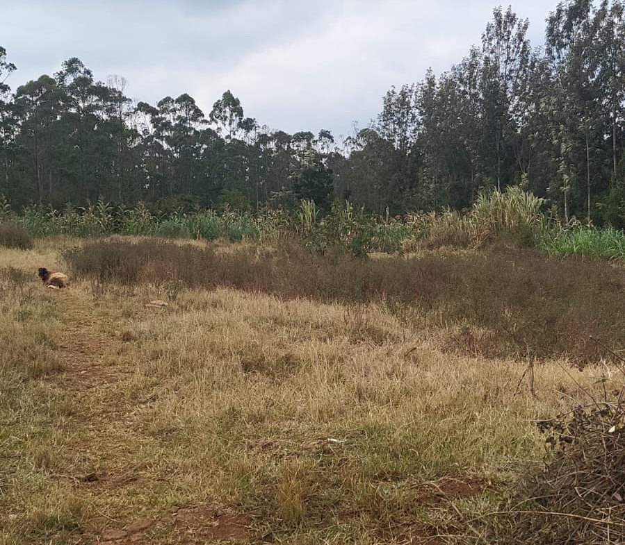 Prime Land for sale near Nyeri town Opposite Dedan Kimathi University.