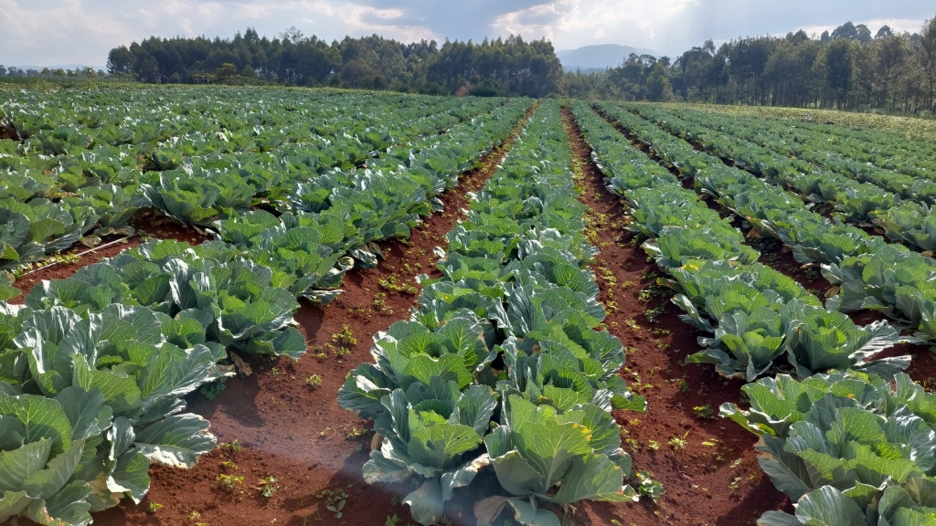 Naivasha Land For sale