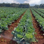 Naivasha Land For sale