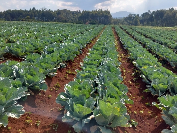 Naivasha Land For sale