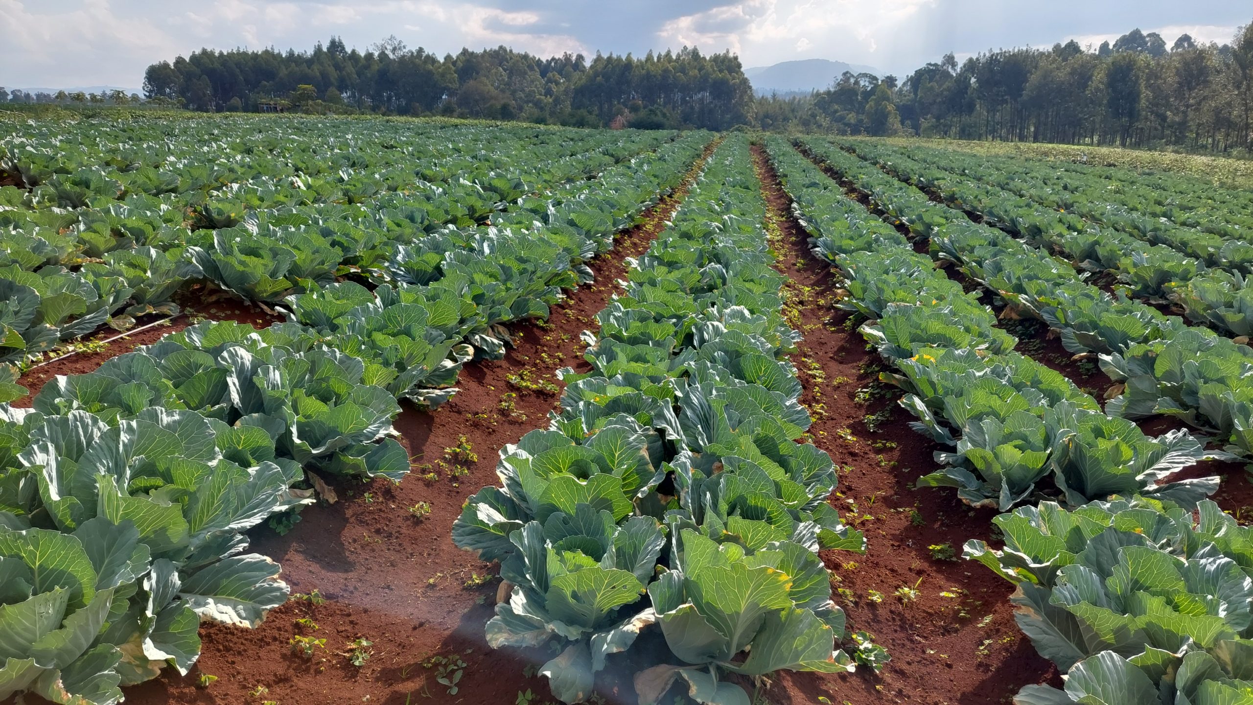Naivasha Land For sale