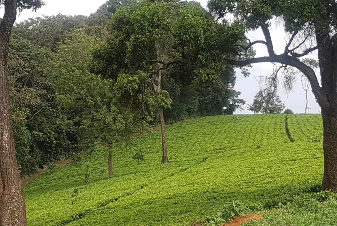 Land for Sale in tigoni Tilisi