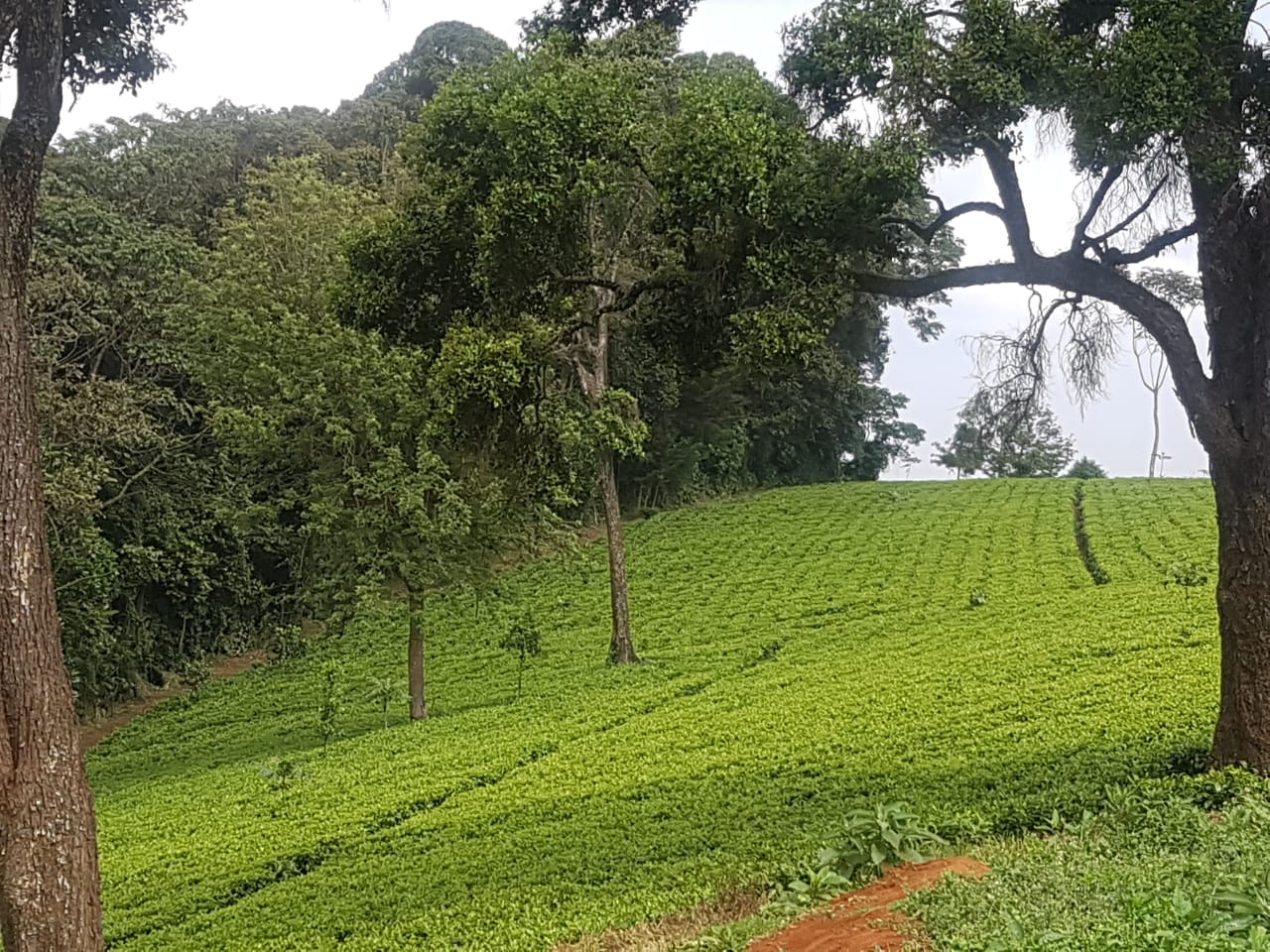 Land for Sale in tigoni Tilisi