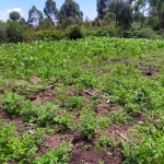 Land for sale in Naivasha