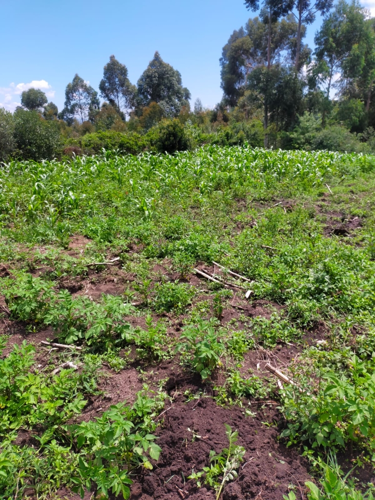 Land for sale in Naivasha