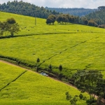 Limuru Land For Sale. Find Plots For Sale In Limuru