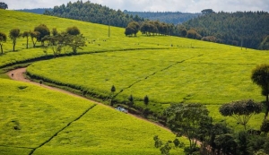 Limuru Land For Sale. Find Plots For Sale In Limuru