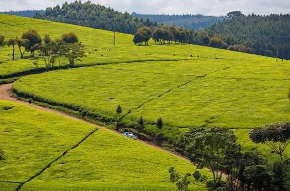 Limuru Land For Sale. Find Plots For Sale In Limuru